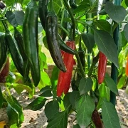 Paprika /Chili scharf,lang, rot