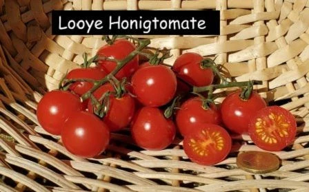 Looye Honigtomate
