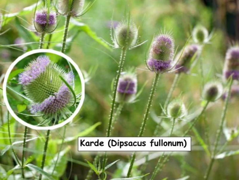 Weber-Karde (Dipsacus sativus