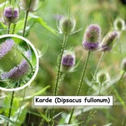 Weber-Karde (Dipsacus sativus