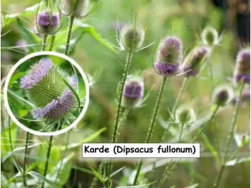 Weber-Karde (Dipsacus sativus