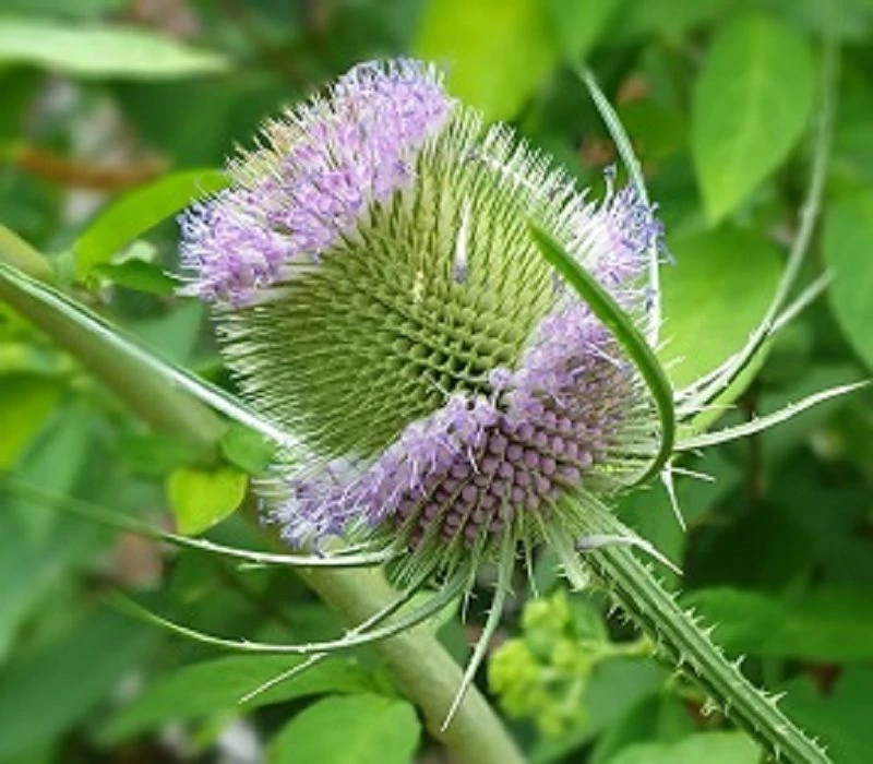 Weber-Karde (Dipsacus sativus