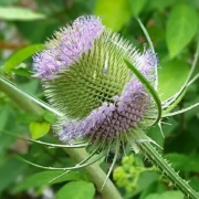 Weber-Karde (Dipsacus sativus