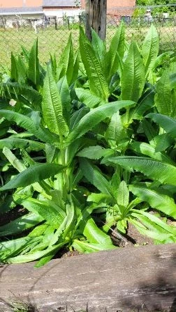 Weber-Karde (Dipsacus sativus