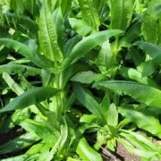 Weber-Karde (Dipsacus sativus