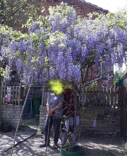 Blauregen (Wisteria)