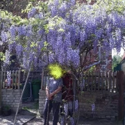 Blauregen (Wisteria)