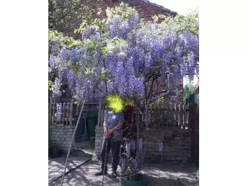 Blauregen (Wisteria)