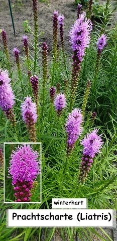 Prachtscharte (Liatris)