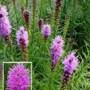 Prachtscharte (Liatris)