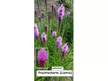 Prachtscharte (Liatris)