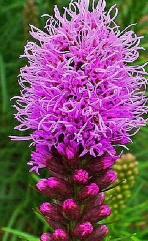 Prachtscharte (Liatris)