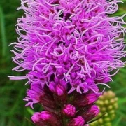 Prachtscharte (Liatris)