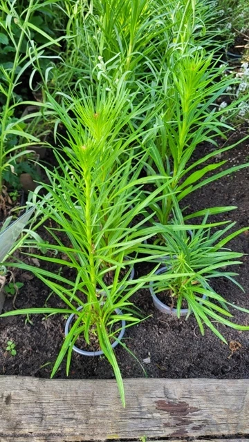 Prachtscharte (Liatris)