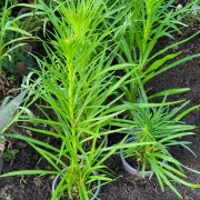 Prachtscharte (Liatris)