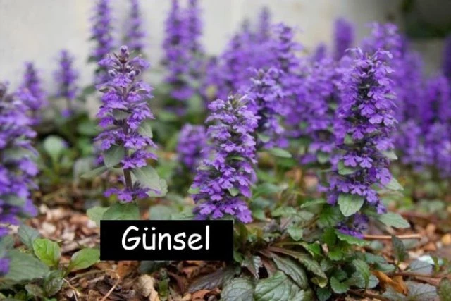 Kriechender Günsel (Ajuga reptans)
