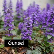Kriechender Günsel (Ajuga reptans)