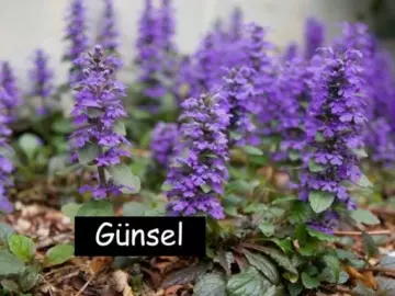 Kriechender Günsel (Ajuga reptans)