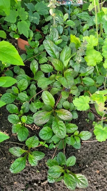 Kriechender Günsel (Ajuga reptans)