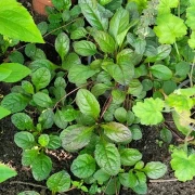 Kriechender Günsel (Ajuga reptans)