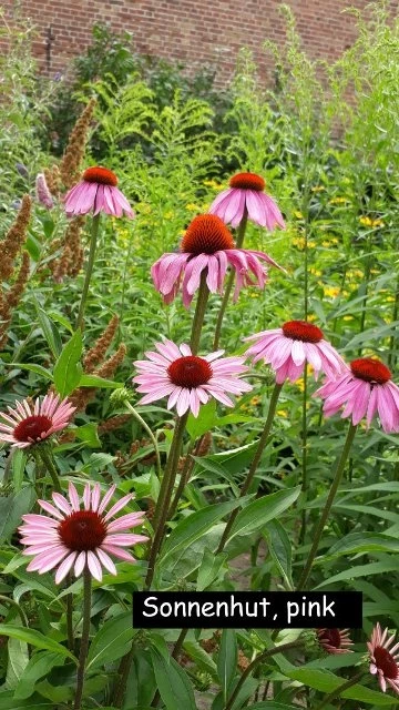 Sonnenhut "Igelkopf" Echinacea