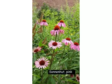 Sonnenhut "Igelkopf" Echinacea
