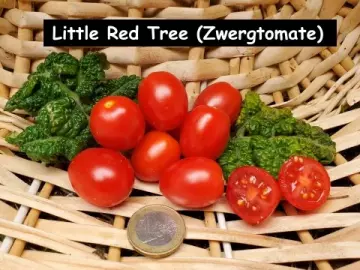 Little Red Tree (Zwergtomate)