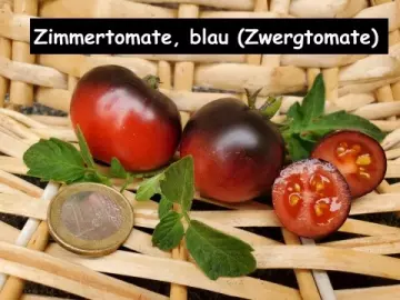 Zimmertomate, blau