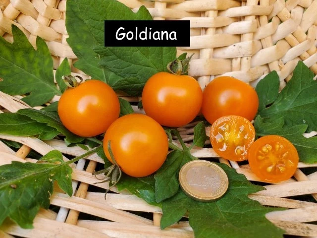 Goldiana
