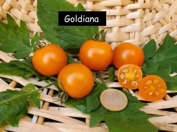 Goldiana