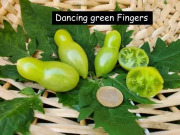 Dancing green Fingers