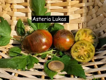 Asteria Lukas