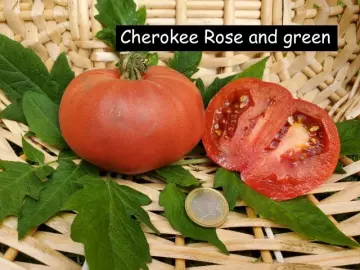 Cherokee Rose and green