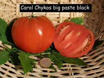 Carol Chykos big paste black