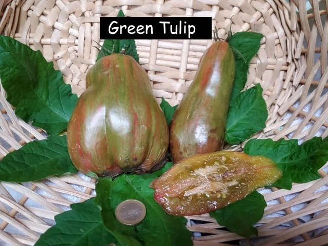 Green Tulip (Flaschentomate)