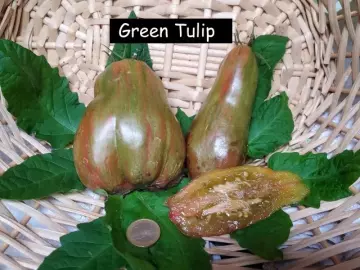 Green Tulip (Flaschentomate)