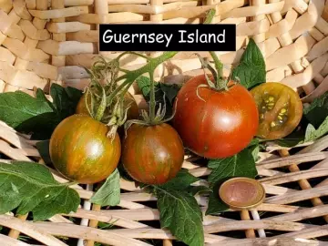 Guernsey Island