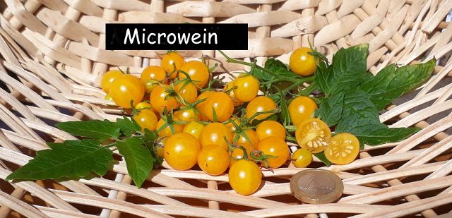 Microwein  (Multiflora)