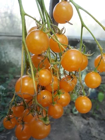 Microwein  (Multiflora)