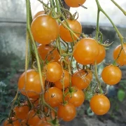 Microwein  (Multiflora)