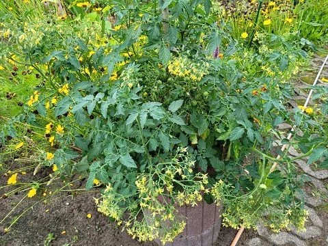 Microwein  (Multiflora)