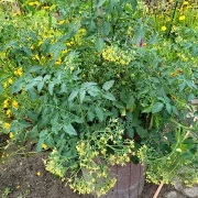 Microwein  (Multiflora)