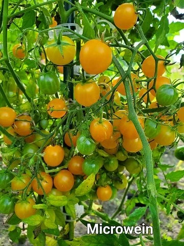 Microwein  (Multiflora)