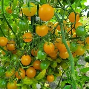 Microwein  (Multiflora)