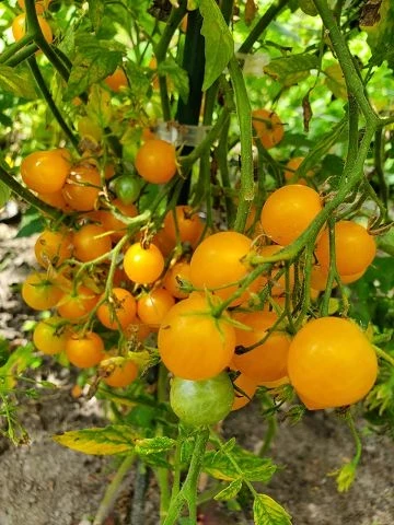 Microwein  (Multiflora)
