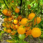 Microwein  (Multiflora)