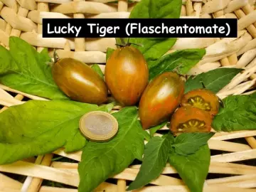 Lucky Tiger (Flaschentomate)