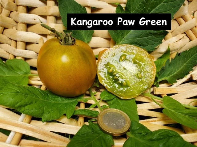 Kangaroo Paw Green