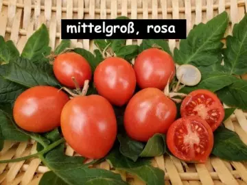mittelgroß, rosa