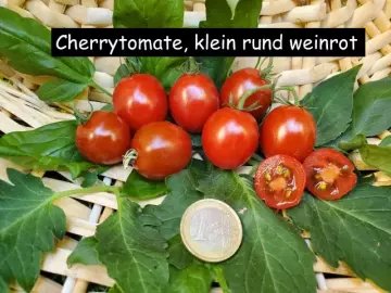 Cherrytomate, klein rund weinrot